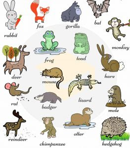  Nama  Hewan  dalam  Bahasa  Inggris  dan Audio Cara Membacanya 