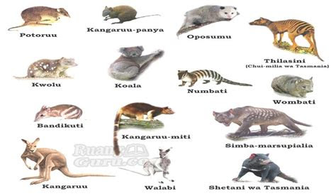 pengertian hewan mamalia ciri ciri habitat contoh strukturnya