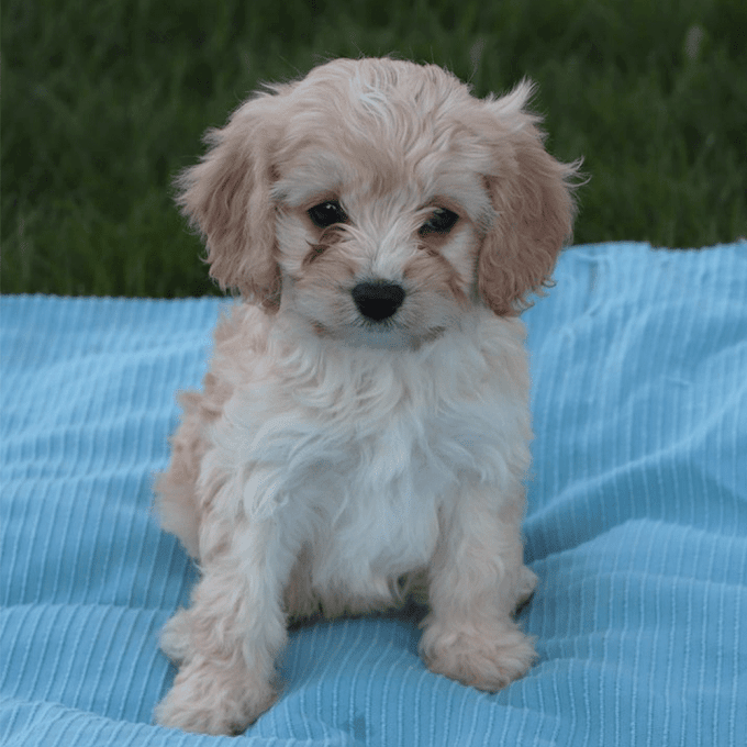 Awasome King Charles Mini Poodle Ideas