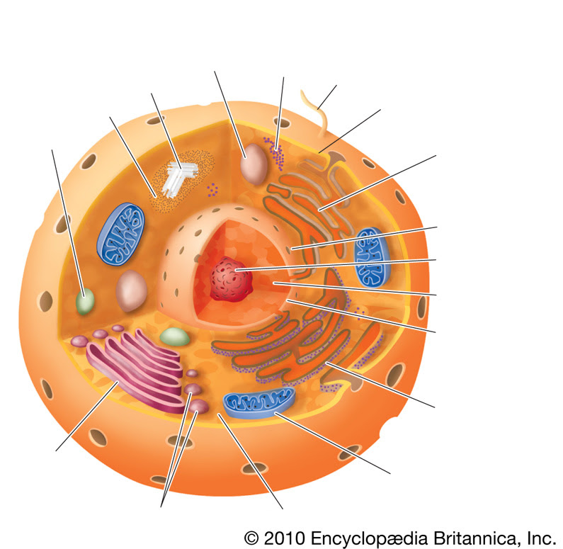 Find the parts of Animal cell Quiz - By kfastic