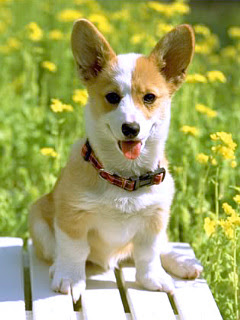 いぬ 菜の花とコーギー の待ち受け画像 壁紙 動物 パラダイス