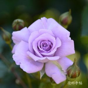 バラ ラブリーブルー Rose Lovely Blue ミニバラ 00品種 以上の薔薇を作出者 交配親などのデータと美しい写真で紹介する花の手帖のwebバラ図鑑