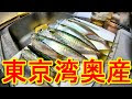 √画像をダウンロード 東京湾 サバ 臭い 178876-東京湾 サバ 臭い