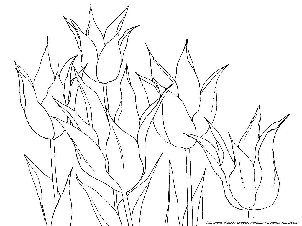 チューリップの下絵 チューリップのぬりえ