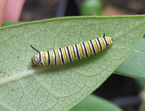 monarch caterpillar