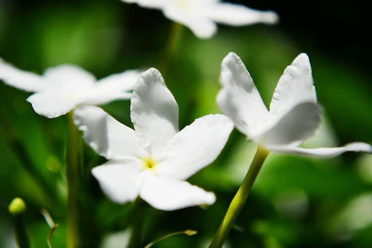 Most Fragrant Flowers According to Gardeners | Balcony