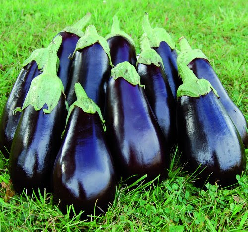 Seed Savers Exchange 0370 Open-pollinated Eggplant Seeds, Florida High Bush, 50 Seed Packet On Sale