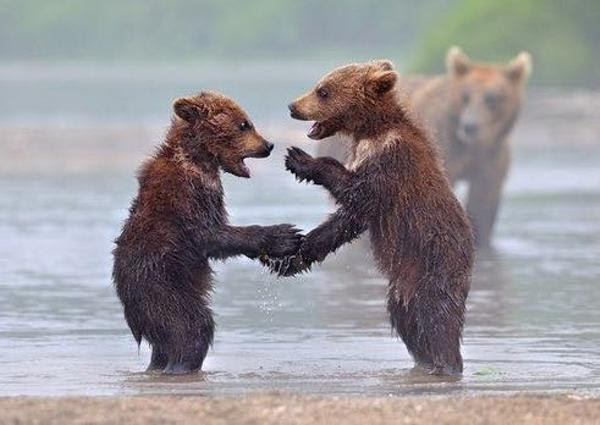 この辺りクマが出るらしいぞ まぁ怖い 熊へのボケ ボケて Bokete