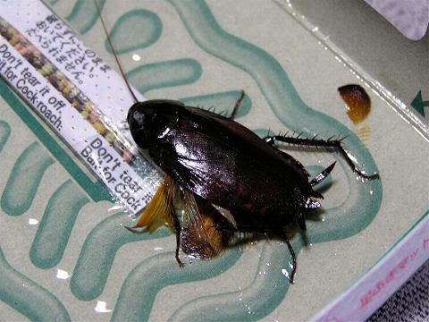 珍獣様の博物誌 クロゴキブリ