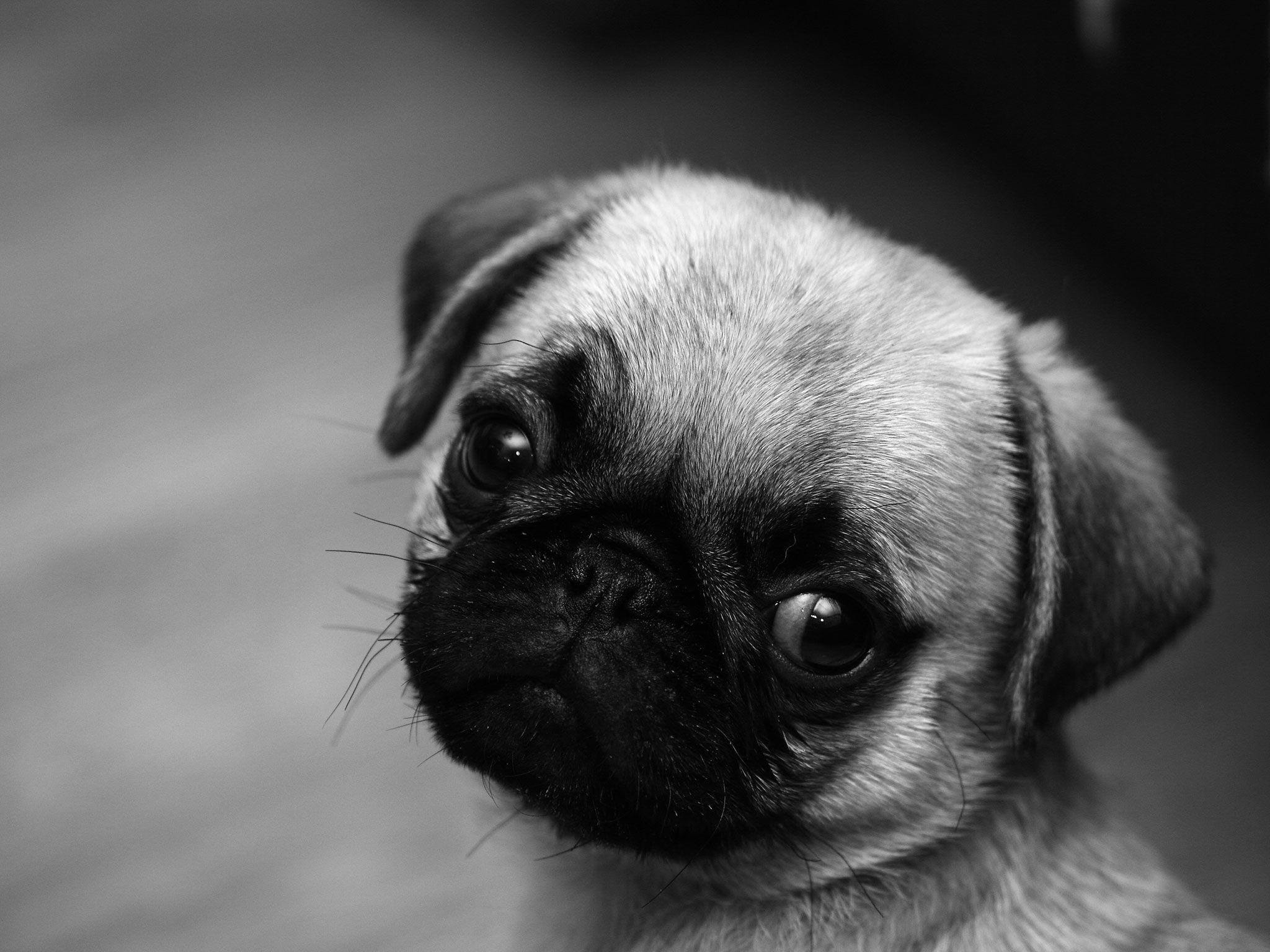 Baby Pug Wallpaper Images For > Cute Baby Pug Wallpaper