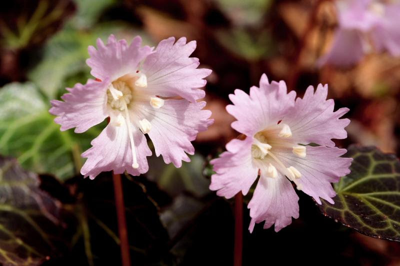 イワウチワ 北茨城周辺の生き物