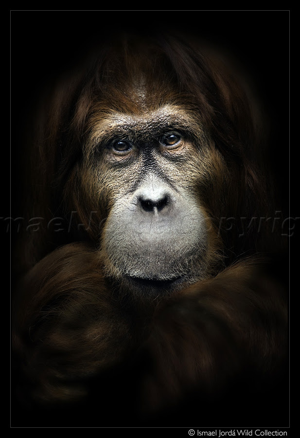 500px favs, rg443
