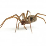 spider