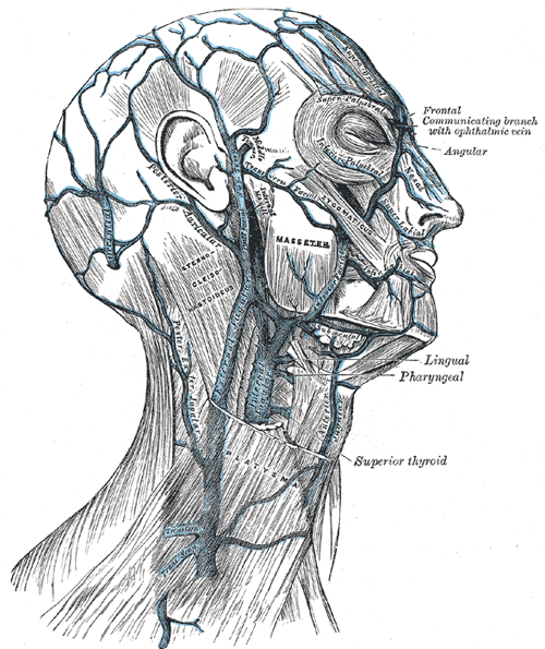 cat veins and arteries diagram. ARTERIES AND VEINS OF THE NECK