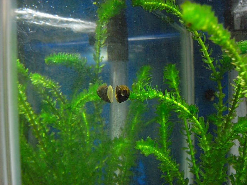 川で採取した石巻貝