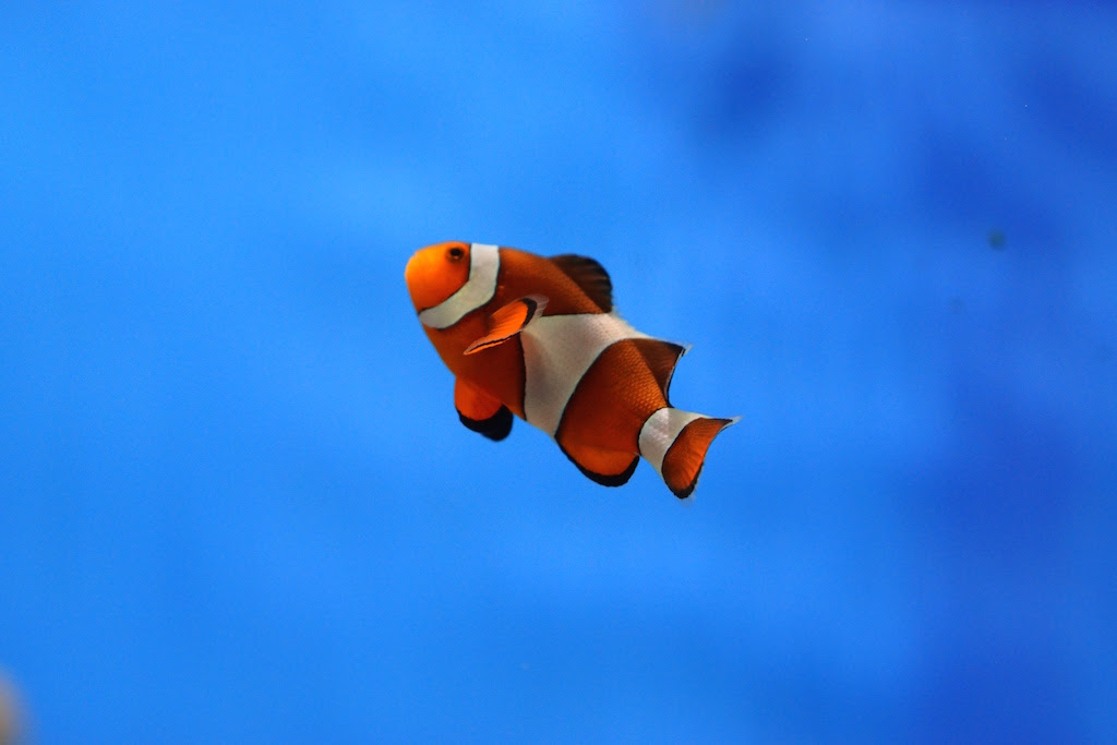 仙台うみの杜水族館 熱帯の魚たち 初心者写真