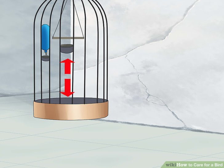 Care for a Bird Step 15.jpg