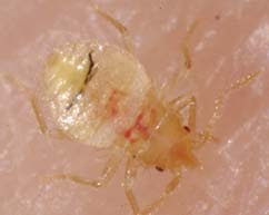 Picture of Baby Bed Bug (Nymph)