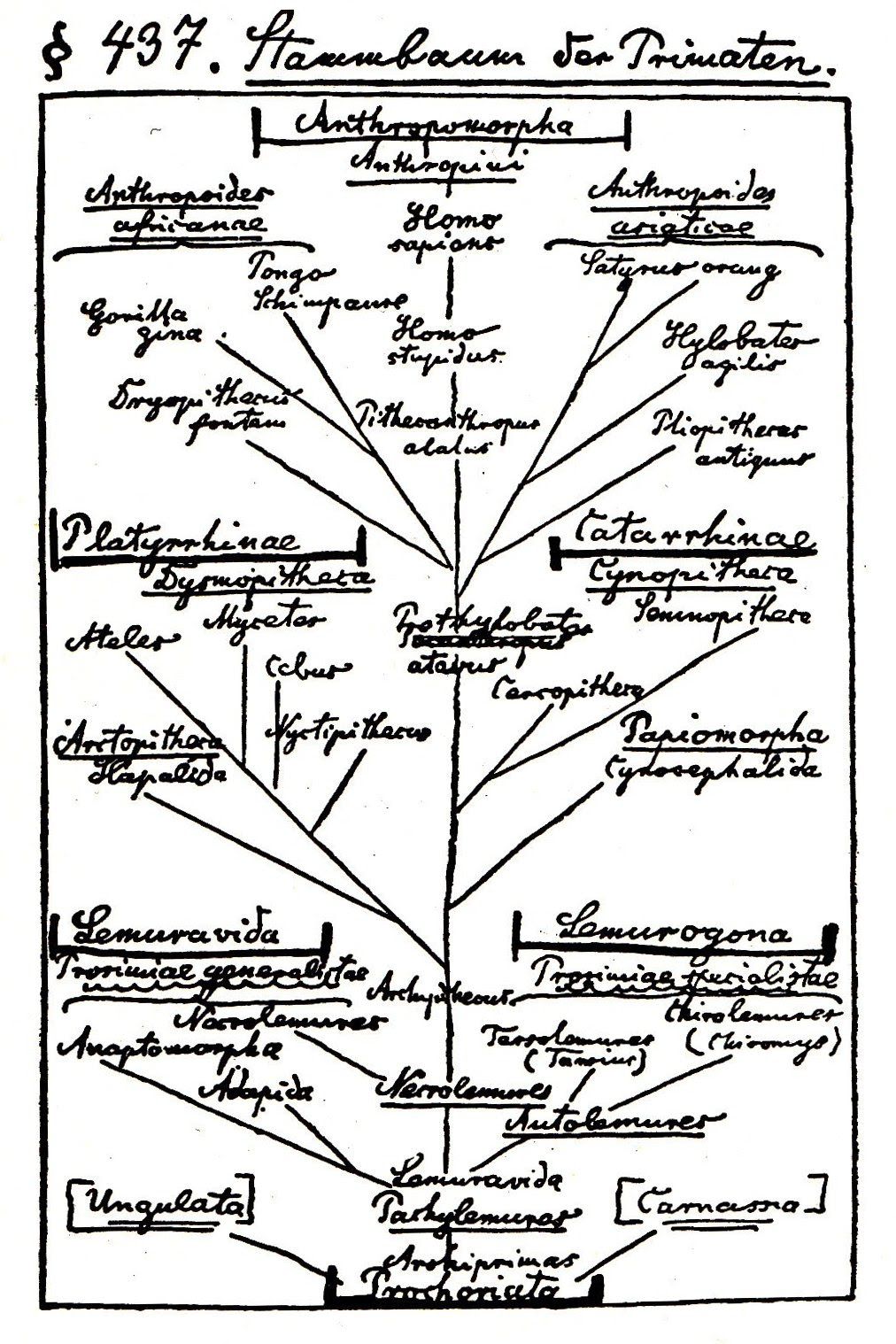 http://upload.wikimedia.org/wikipedia/commons/6/68/Ernst_Haeckel_-_Tree_of_Life.jpg