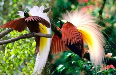 Pengertian Dan Penyebaran Flora Dan Fauna Di Indonesia Pengertian Dan Penyebaran Flora Dan Fauna Di Indonesia