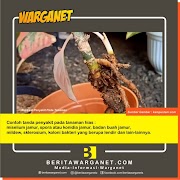 Inspirasi Terkini Keanekaragaman Tanaman Puring Terjadi Pada Tingkat, Tanaman Puring