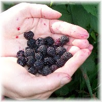 Berries in hand