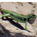 Iguana 02 001