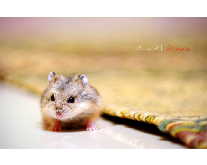 hamster 4