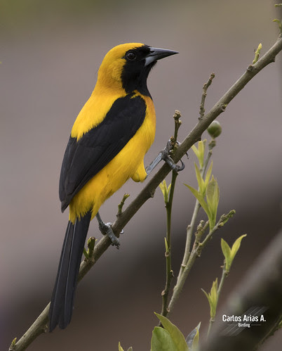 Resultado de imagen para icterus chrysater