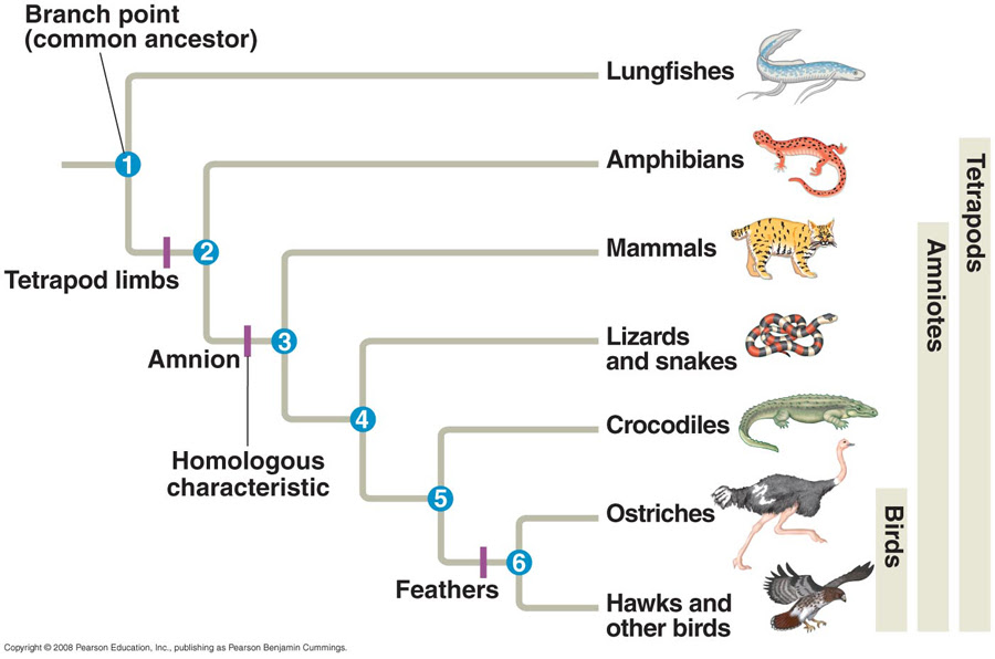 Phylogenetic Tree Of Animals 1. Morphological Homology