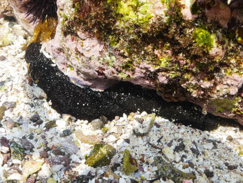 さわるときは要注意 ニセクロナマコ クロナマコ科 Holothuria Leucospilota 15 4 5 鐙瀬海岸 水深３０センチ 分布 伊豆半島以南 インド洋 西太平洋 体長 ２５センチ 南日本の海岸近くで見られる 全身が黒っぽくて細長いナマコ 福江島