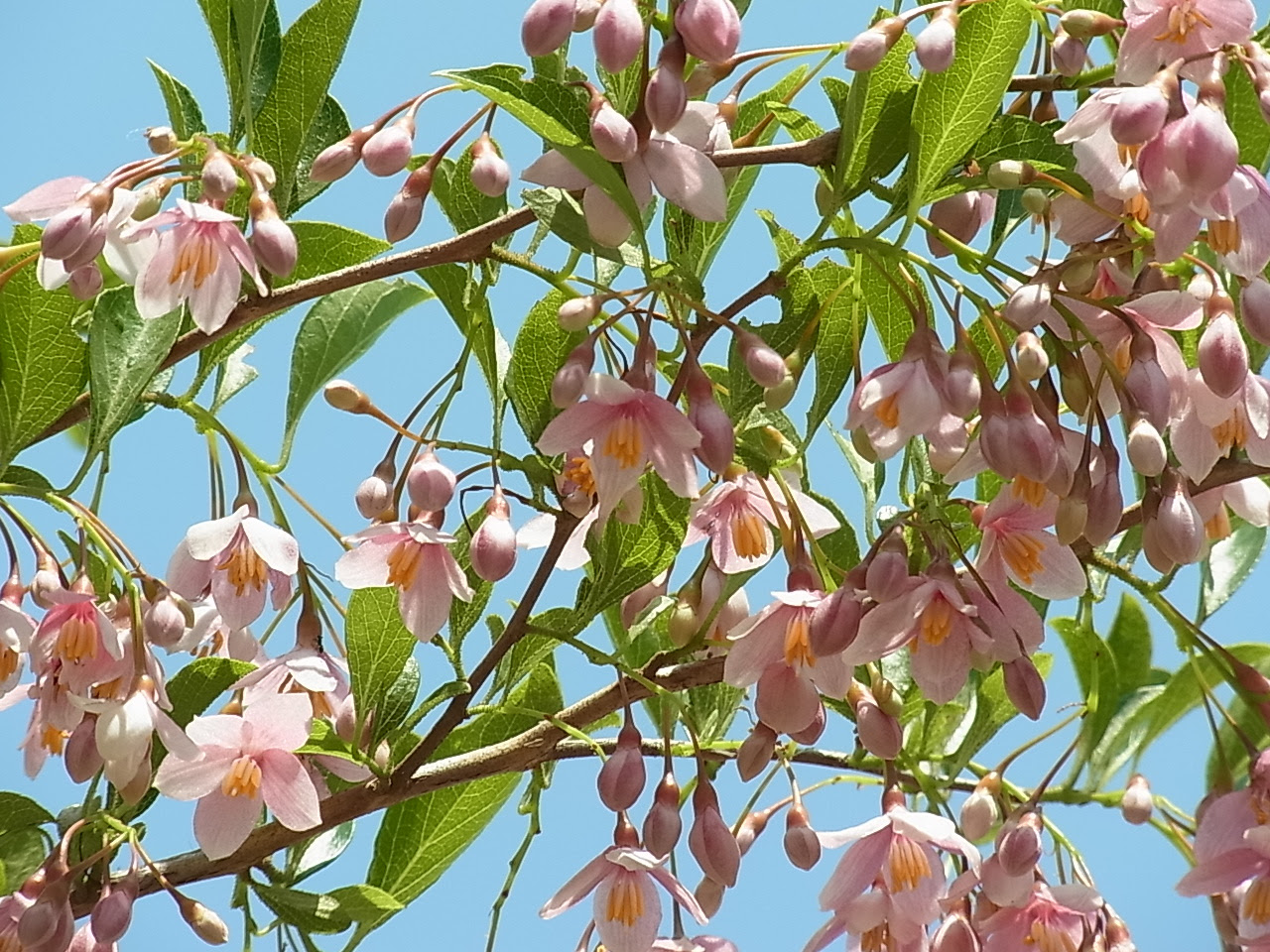 エゴノキの園芸品種 ベニバナエゴノキ ピンクチャイムス 樹木好き I Love Trees