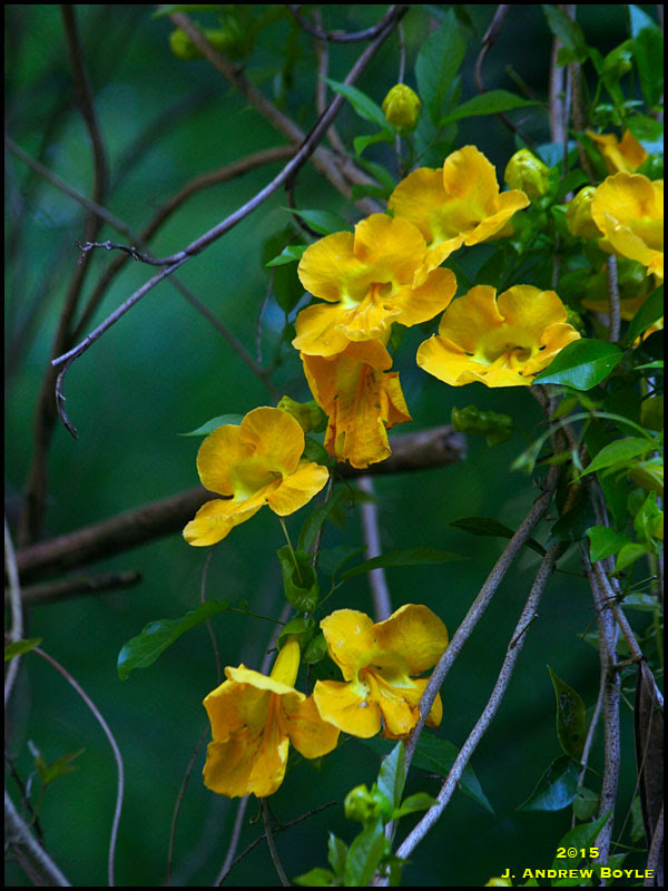 Trumpet Vine