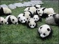 かわいい 可愛い パンダ 158556-かわいい 可愛い パンダ