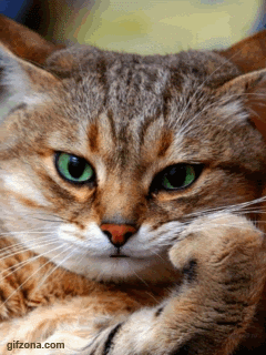 cica. gif Pictures, Images and Photos