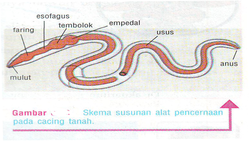 Sistem Pencernaan Makanan Pada Hewan Syifa Fauziyyah Site Sistem Pencernaan Makanan Pada Hewan Syifa Fauziyyah Site