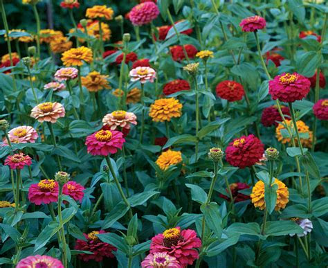 zinnia flower