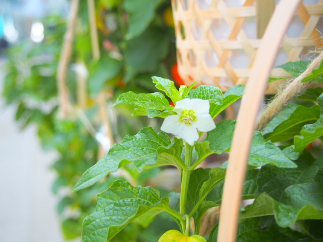 ホオズキ花実散歩