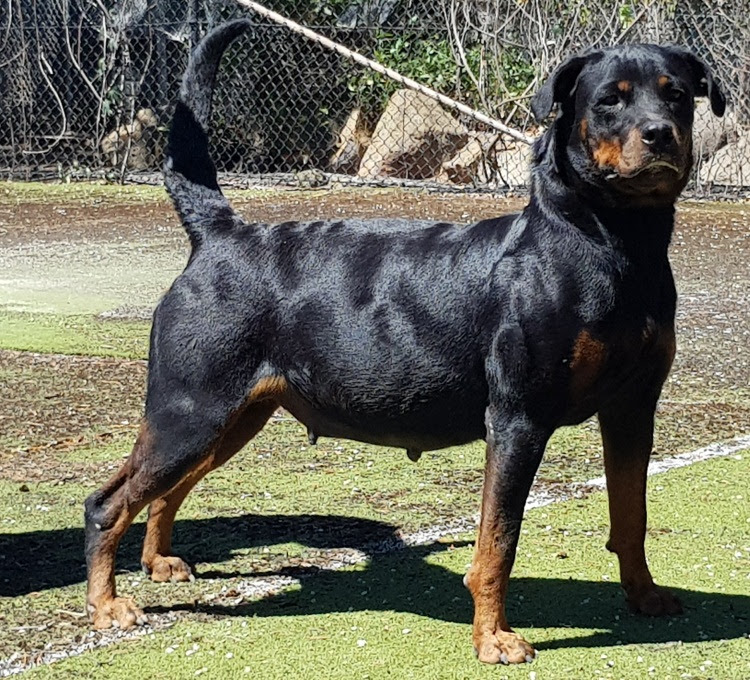 Seeuferhause Sovil Cali Breeding Working Rottweilers In Australia