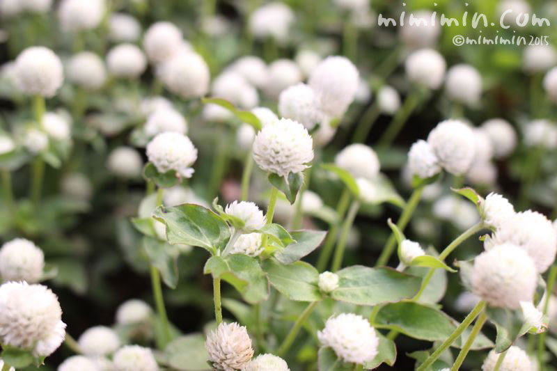 センニチコウ 千日紅 花言葉 名前の由来 花の写真集 みみみんブログ