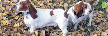 Basset Hound Puppies For Sale In South Georgia