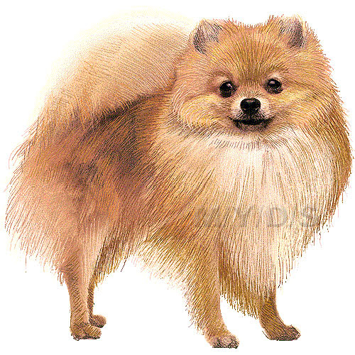 ポメラニアンのイラスト 条件付フリー素材集