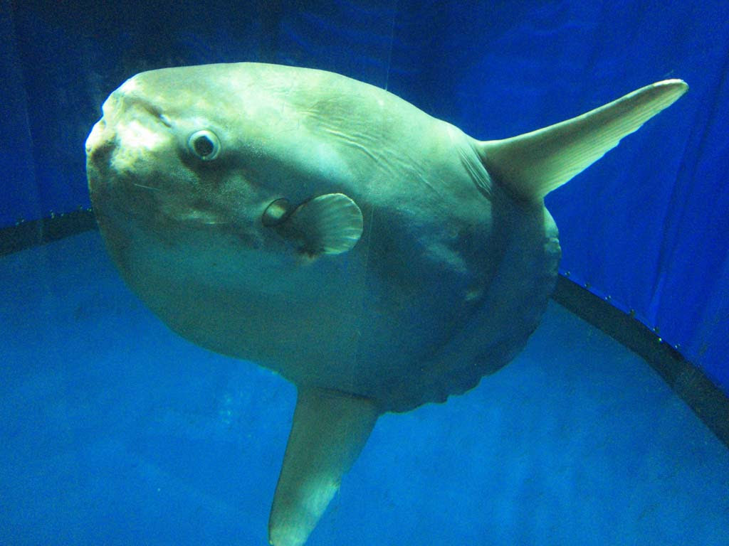 ゆんフリー写真素材集 No マンボウ 日本 大分