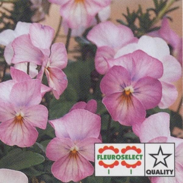 花の種 営利用 ビオラ タキイ種苗 花 F1ビビ系 1000粒 10 1000粒 10 F1ビビ Vg ベジタブルガーデン タキイ種苗 ピンクアンティーク ハラダ
