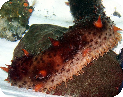 Sea Cucumber
