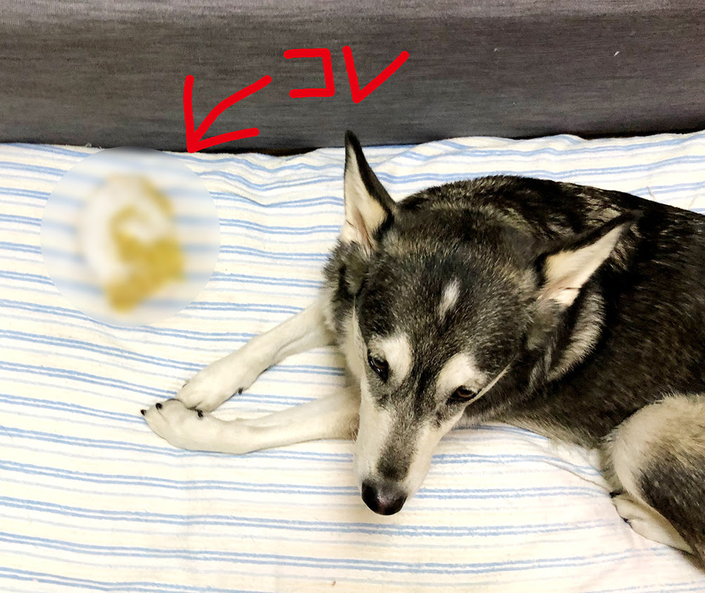 急性膵炎の経過について 前半 Mix犬 空 Soraと 生きる