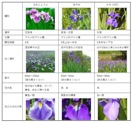 今月の草木花 菖蒲 埼玉県 新潟県で造園工事なら恒樹園