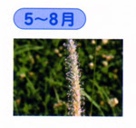 目のアレルギー 若松河田 たかはし眼科クリニック 日本眼科学会専門医