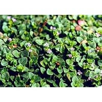 Corsican Mint Herb Plant - Mentha requienii - 4 pot