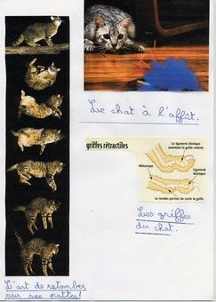 Expose Sur Les Chats Le Petit Saint Vincent